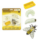 Ciclo de vida de la Abeja